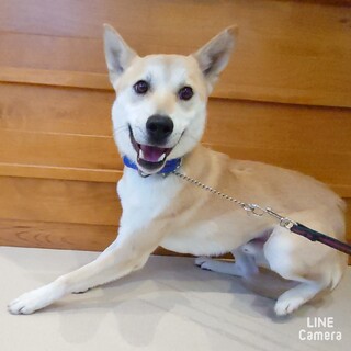 ◆ご縁を待っています◆こたろう君