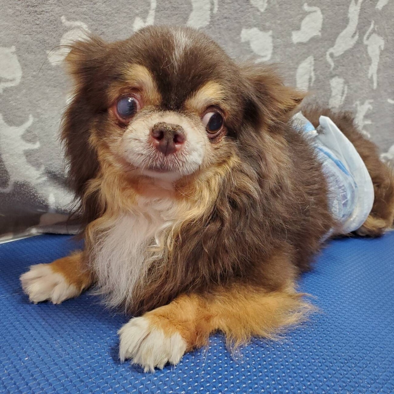 もんたろう マイペースな 東京都 犬の里親募集 ペットのおうち 月間利用者150万人