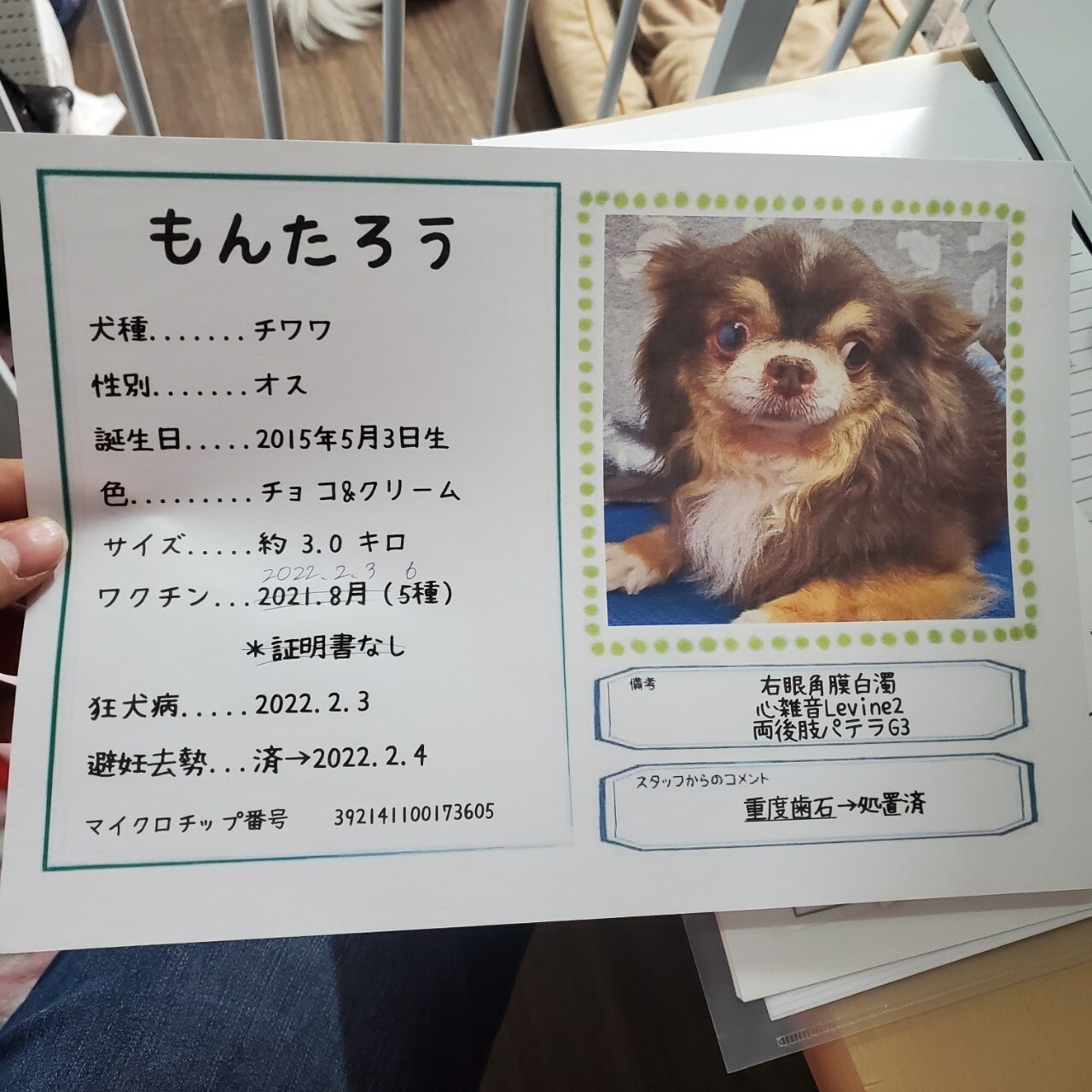 もんたろう マイペースな 東京都 犬の里親募集 ペットのおうち 月間利用者150万人
