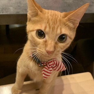 小柄でとっても可愛い❤️茶トラ女子キトリ