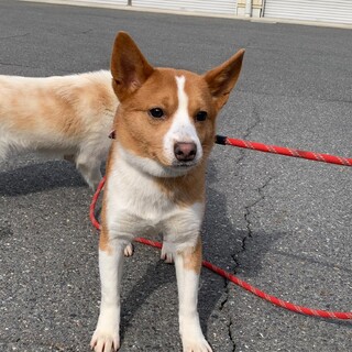 小さめ中型犬の可愛い幼犬 マオリちゃん