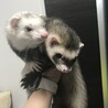 M. kami