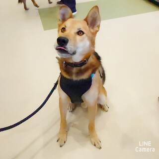 ◆ご縁を待っています◆だいくん