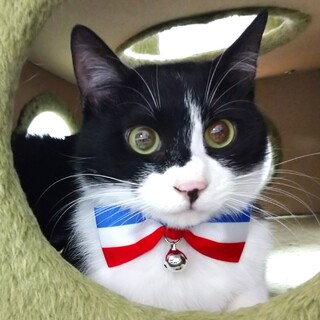 【2/20月島】シャイだけど甘えん坊な黒白くん