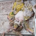 セキセイインコのヒナの里親様募集中
