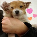 テリア系MIX トビーくん！