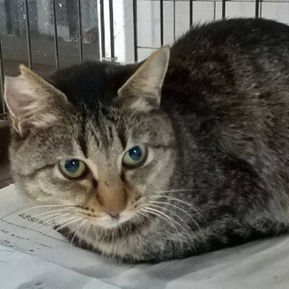 寂しく1人でいたキジ猫、ゴーヤ2号