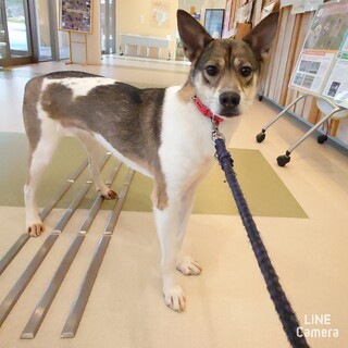 ◆ご縁を待っています◆まりちゃん