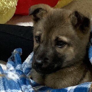 春日井のエフ様に迎えていただきましもかんたくん　