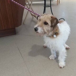 ジャックラッセル　5歳　男の子　ハリー