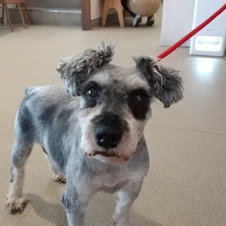 シュナウザー　9歳　男の子　シュナッチ