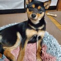 黒柴のあんみつちゃん