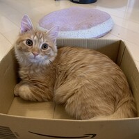 ごま丸