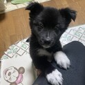 ボーダーコリー風雑種　メス