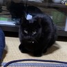 おっとりしていてナデナデ好きの黒猫さん サムネイル3