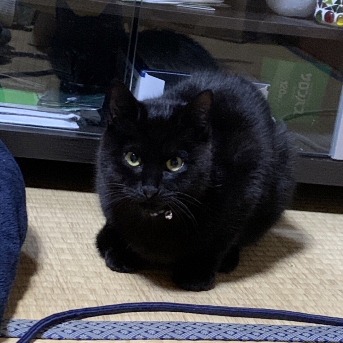 おっとりしていてナデナデ好きの黒猫さん サムネイル5