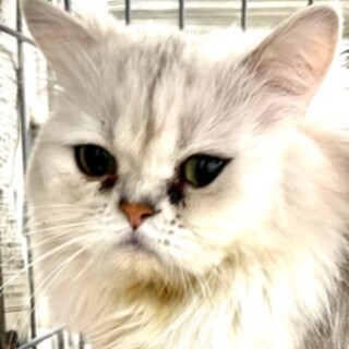 ペルシャの男の子