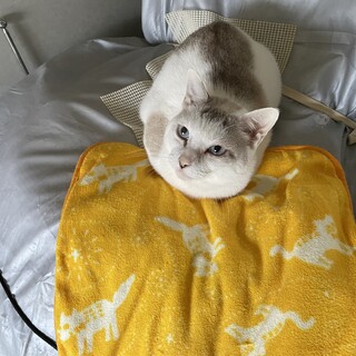 母性本能最強のお母さん猫❣️
