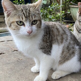 とっても優しい5ヶ月の男の子です。