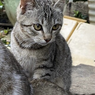 とっても甘えん坊の5ヶ月の女の子です。、