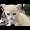 しゃこ8