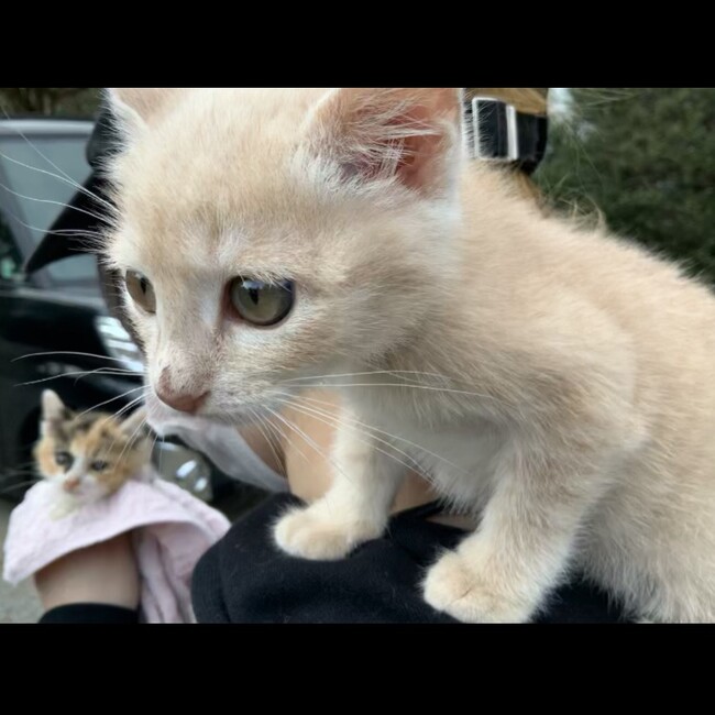 しゃこ8のカバー写真