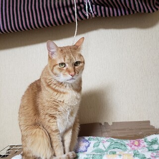 里親さん募集しています