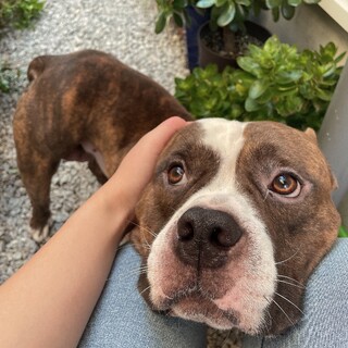 平塚市の犬の里親募集情報まとめ ペットのおうち 月間利用者150万人