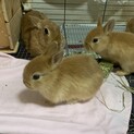 ネザーランドドワーフの赤ちゃん募集締切