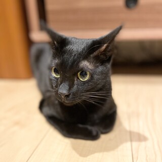 【まっくろツヤツヤ】甘えんボーイの太陽くん