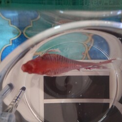 過抱卵 相談 6944 ペットのおうち 月間利用者150万人