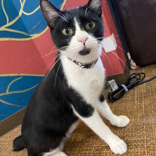 あごのお鬚がチャームポイント☆びすけ