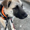 可愛いグルメくんの優しいお家を探しています
