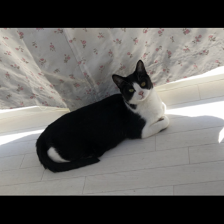 かわいい白黒ちゃんです