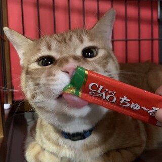 おっとり優しい【すこっち】エイズの子にも家族を