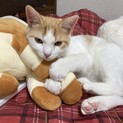 美男子の可愛い猫ちゃんです