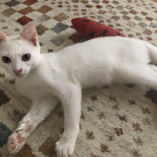 ありがとうございました★優しい白猫サクちゃん