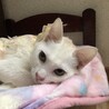 ありがとうございました★優しい白猫サクちゃん サムネイル2