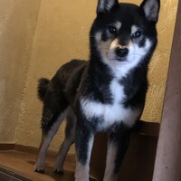 小春