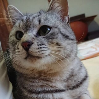 ゴロスリ♫ろくちゃん