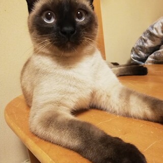 元気なシャム太郎♬