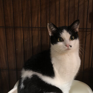 ハチワレ去勢済み