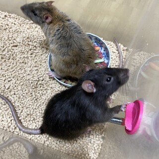 好奇心旺盛なファンシーラット！