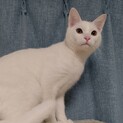 真っ白な男の子