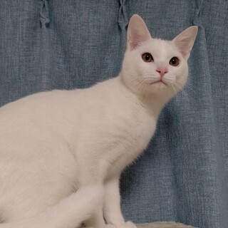 真っ白な男の子