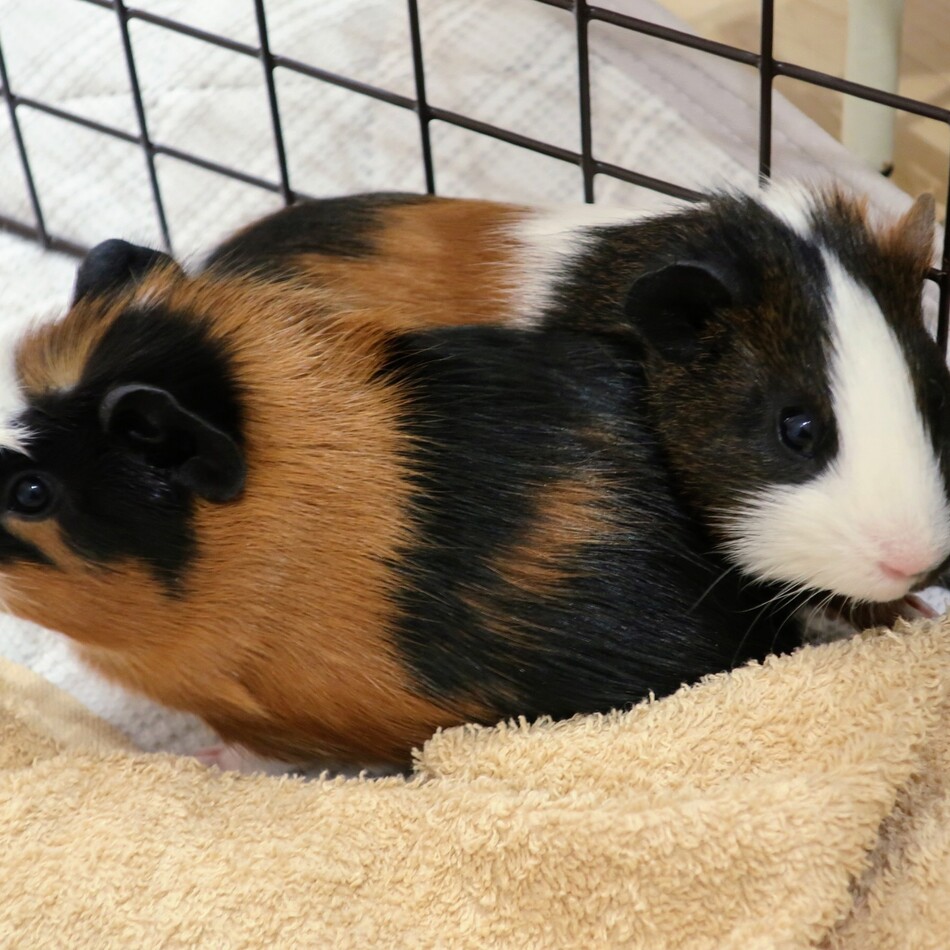 【里子に出ました】くまどりのカバー写真