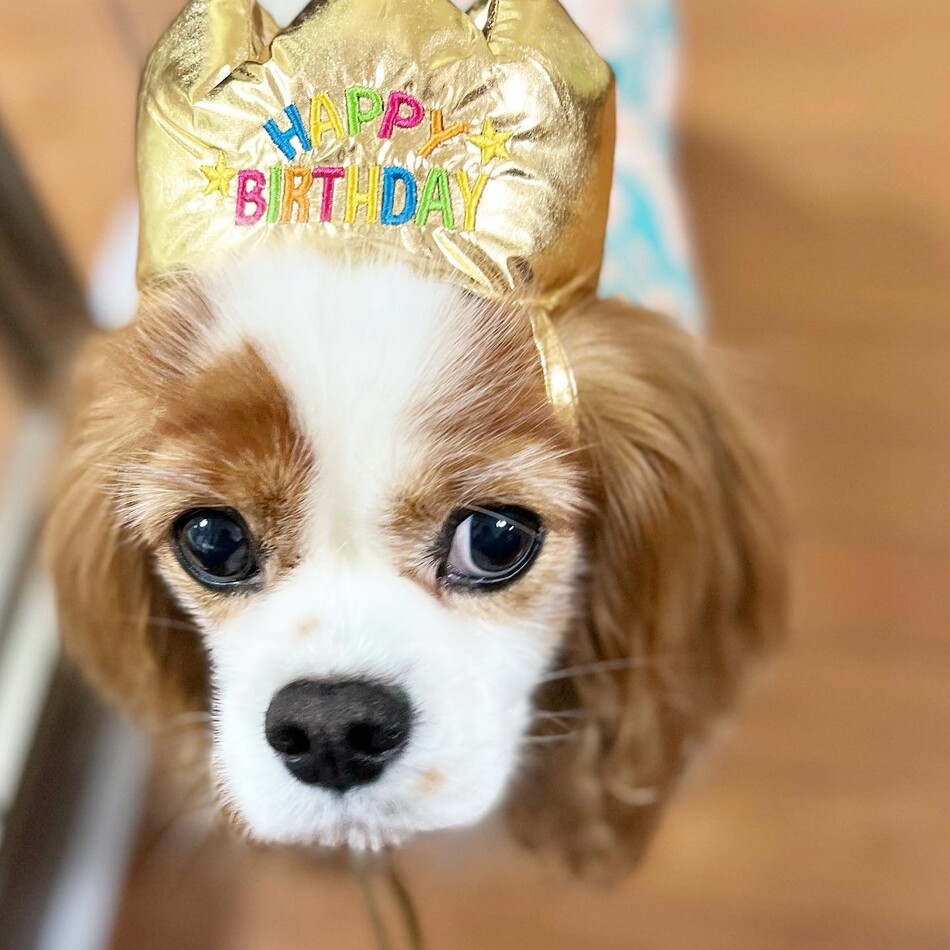 こむぎのカバー写真