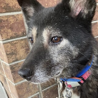 マコちゃん中型犬の女の子　