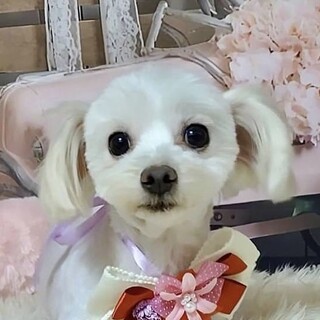 千住（せんじゅ）お耳ぴこぴこオンリーワンな可愛さ❤