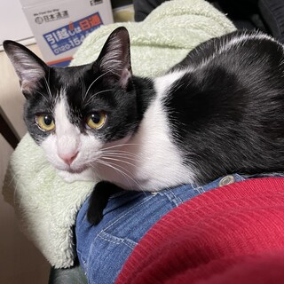 お膝だいすき！甘えんぼお喋りガール！